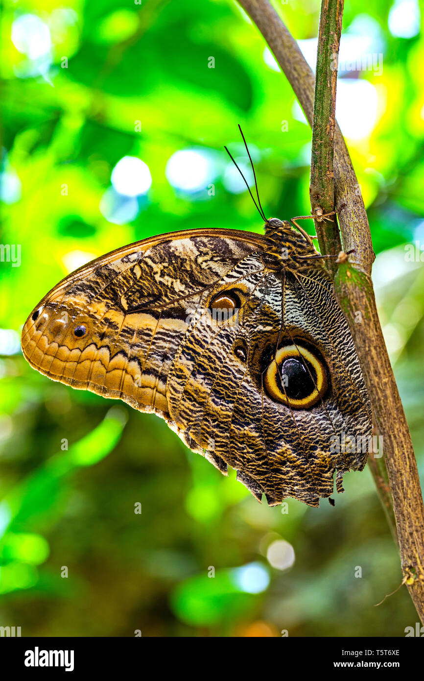 Una chiusura di una farfalla marrone su una foglia verde alla luce del sole. Foto Stock