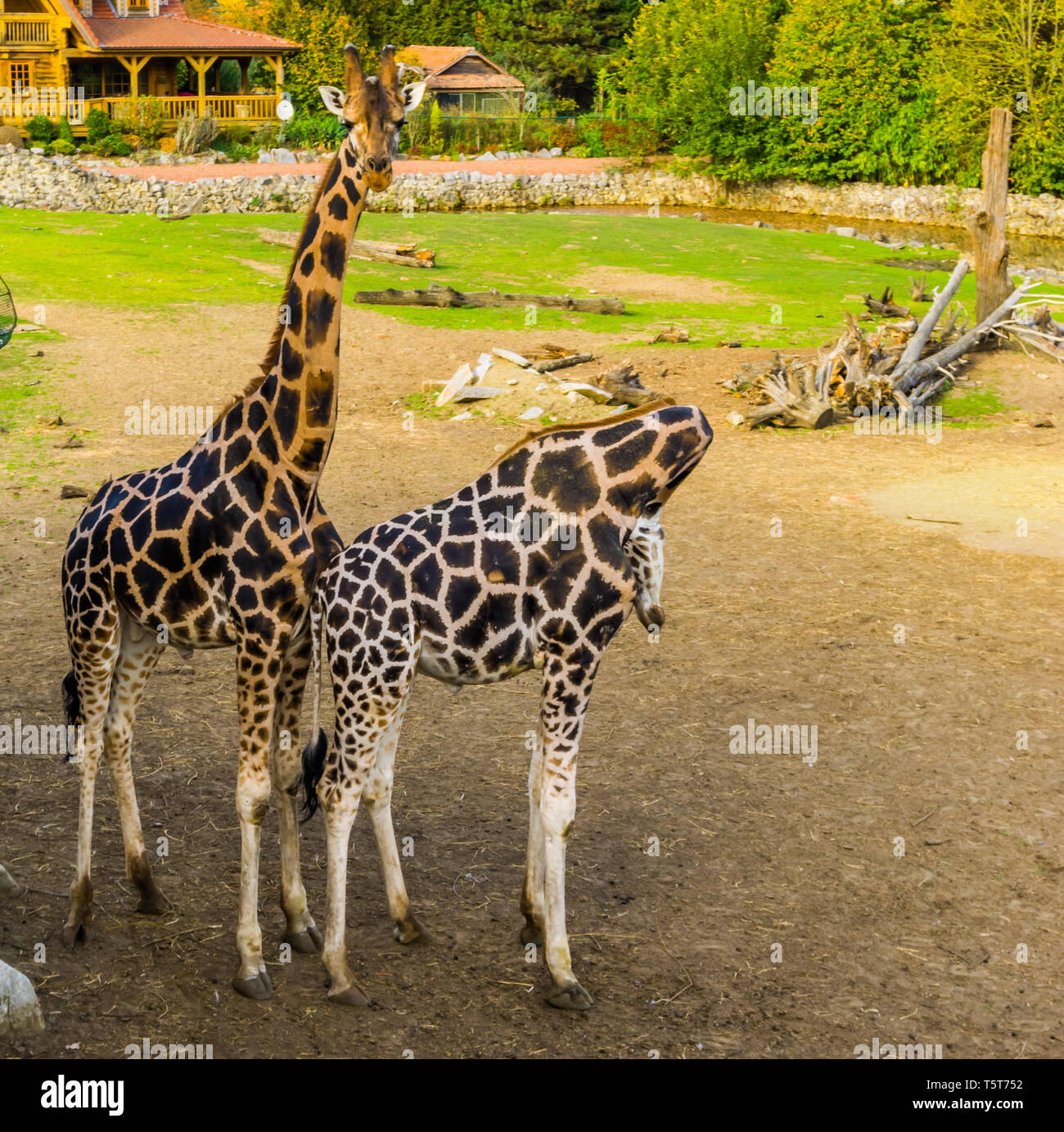 Maschio e femmina giraffe couple in piedi vicino insieme, il famoso zoo di animali, specie minacciate dall'Africa Foto Stock