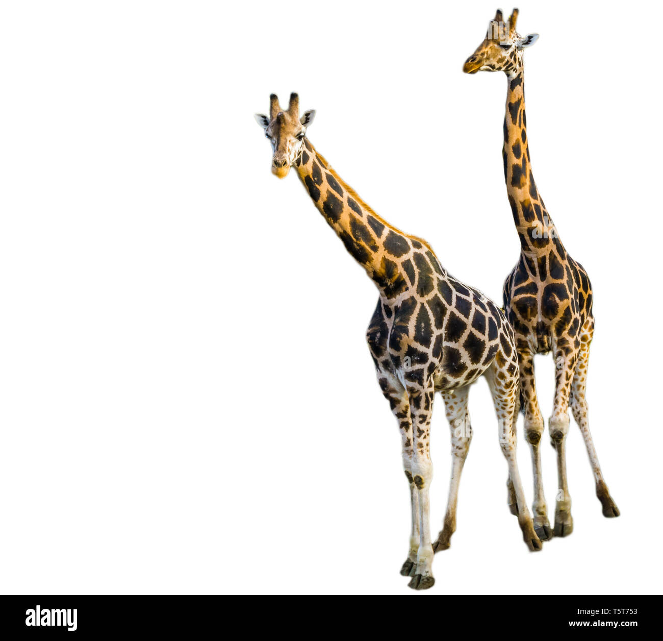 Maschio e femmina insieme a giraffa isolato su uno sfondo bianco, popolare zoo degli animali in via di estinzione specie animale dall'africa Foto Stock