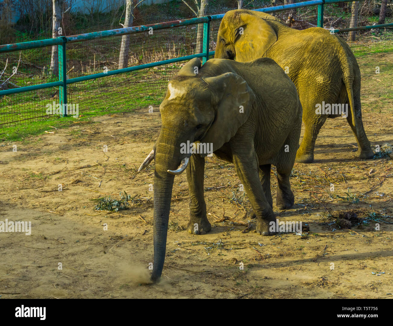 Tusked bush africano Elefante spostando il suo corpo, zoo di comportamento animale vulnerabile specie animale dall'Africa Foto Stock