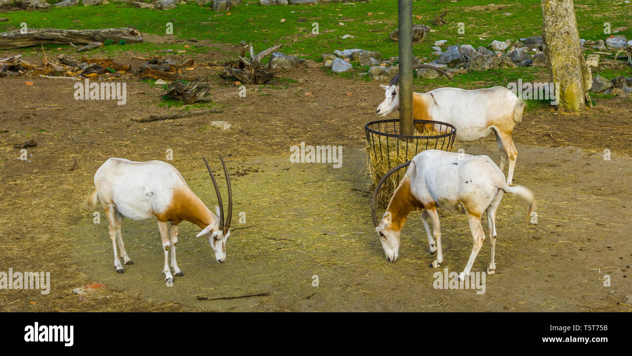 Gruppo di scimitar oryxes permanente al cestello di fieno, specie animale che è estinto nel selvaggio Foto Stock