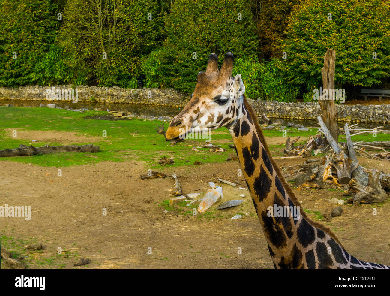 Closeup ritratto di una faccia di una giraffa, famoso zoo, animali in via di estinzione specie animale dall'Africa Foto Stock