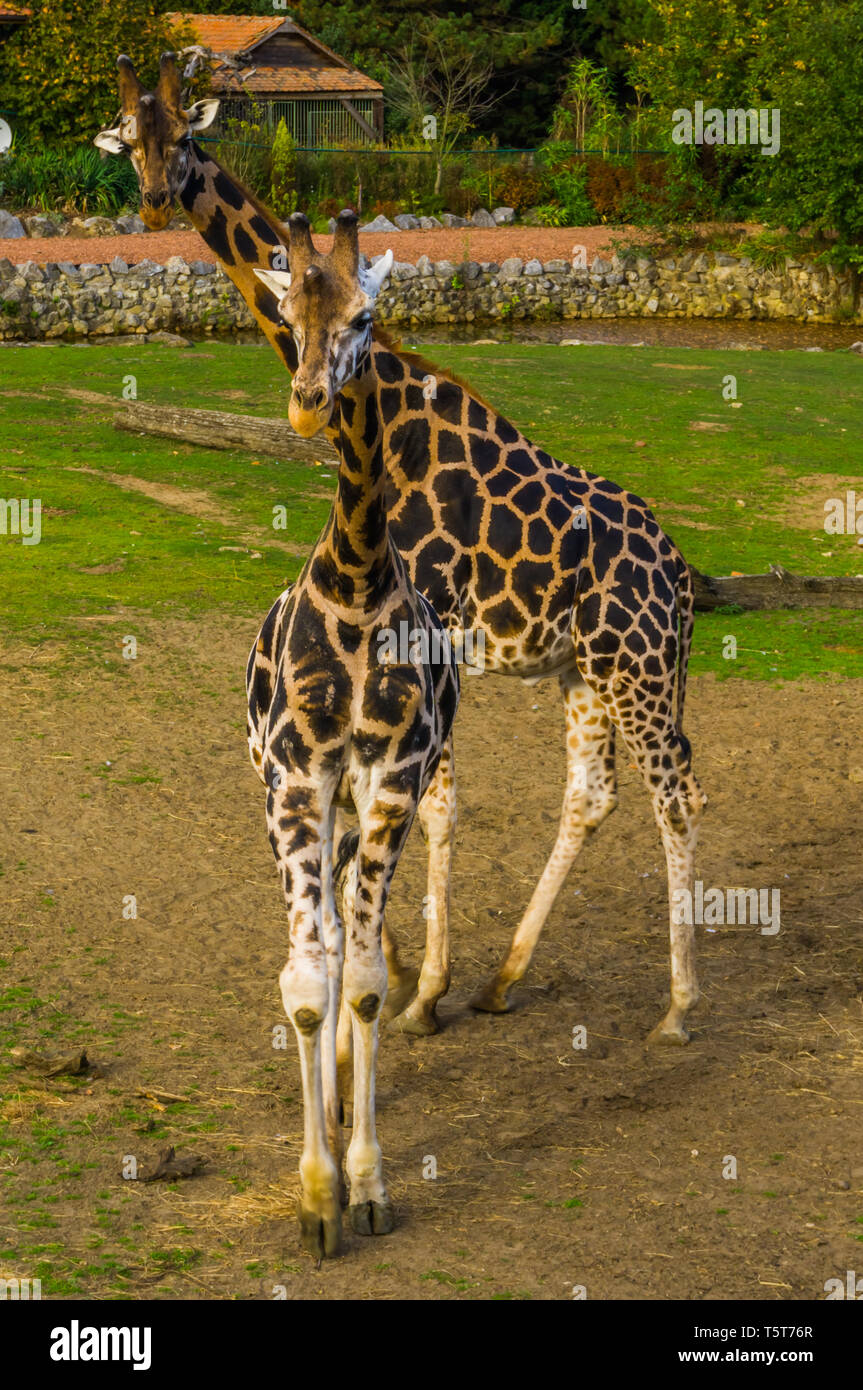 Maschio e femmina giraffa insieme permanente. popolare zoo degli animali in via di estinzione specie animale dall'Africa Foto Stock