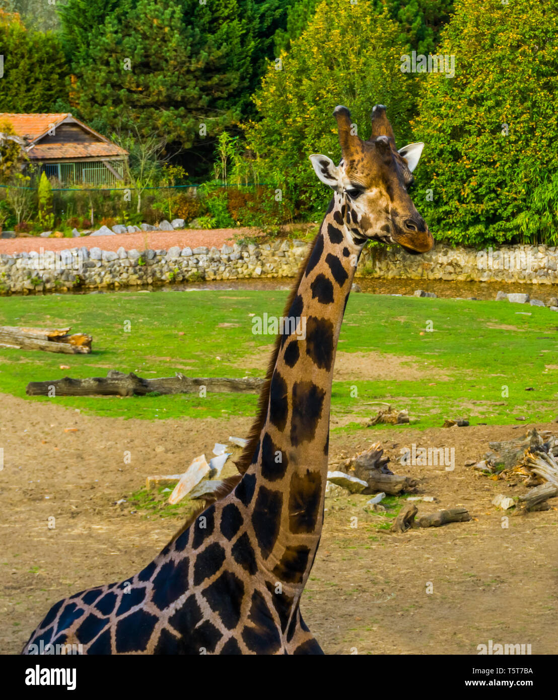 Primo piano del volto di una giraffa, famoso zoo, animali in via di estinzione specie animale dall'Africa Foto Stock