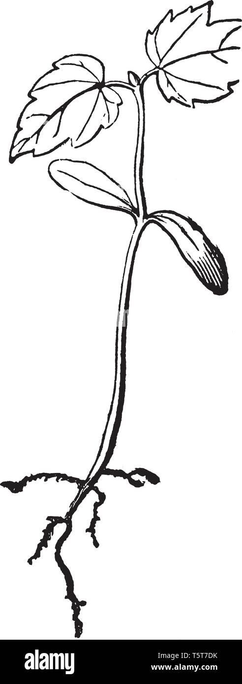 Questa è una pianta di acero cresce dal seme e radice hanno i capelli a crescere. Full cresciuto di parti di pianta può vedere vi, vintage disegno della linea o incisione illust Illustrazione Vettoriale