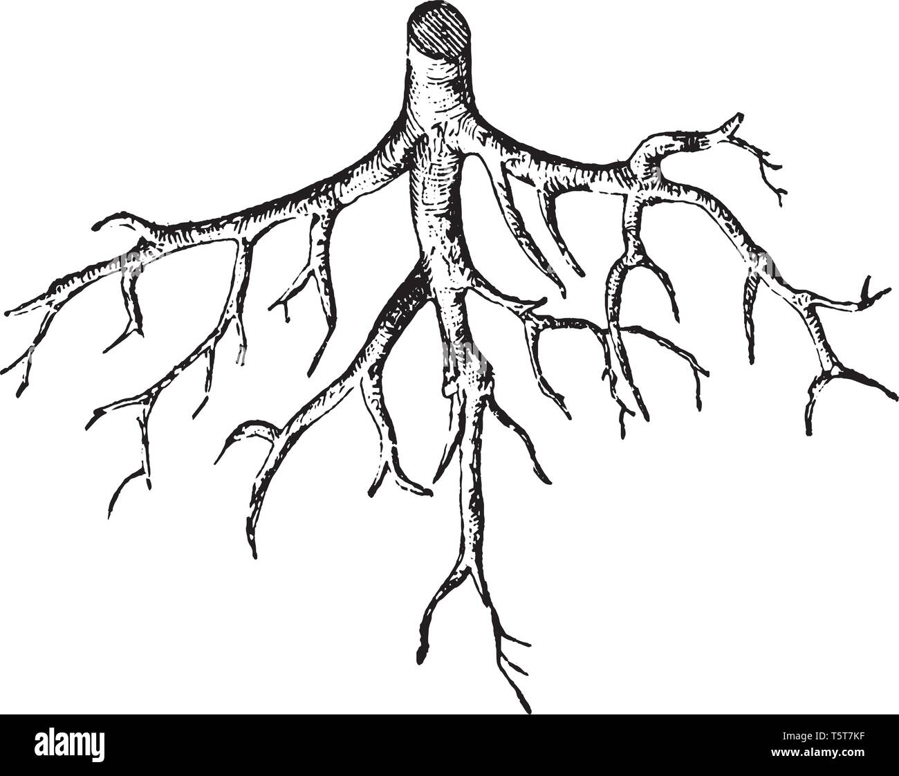 Sistemi di radice sono di importanza vitale per la salute e la longevità di alberi. Tutte le piante hanno bisogno di acqua, ossigeno e sostanze nutrienti, vintage disegno della linea o incisione illustrat Illustrazione Vettoriale
