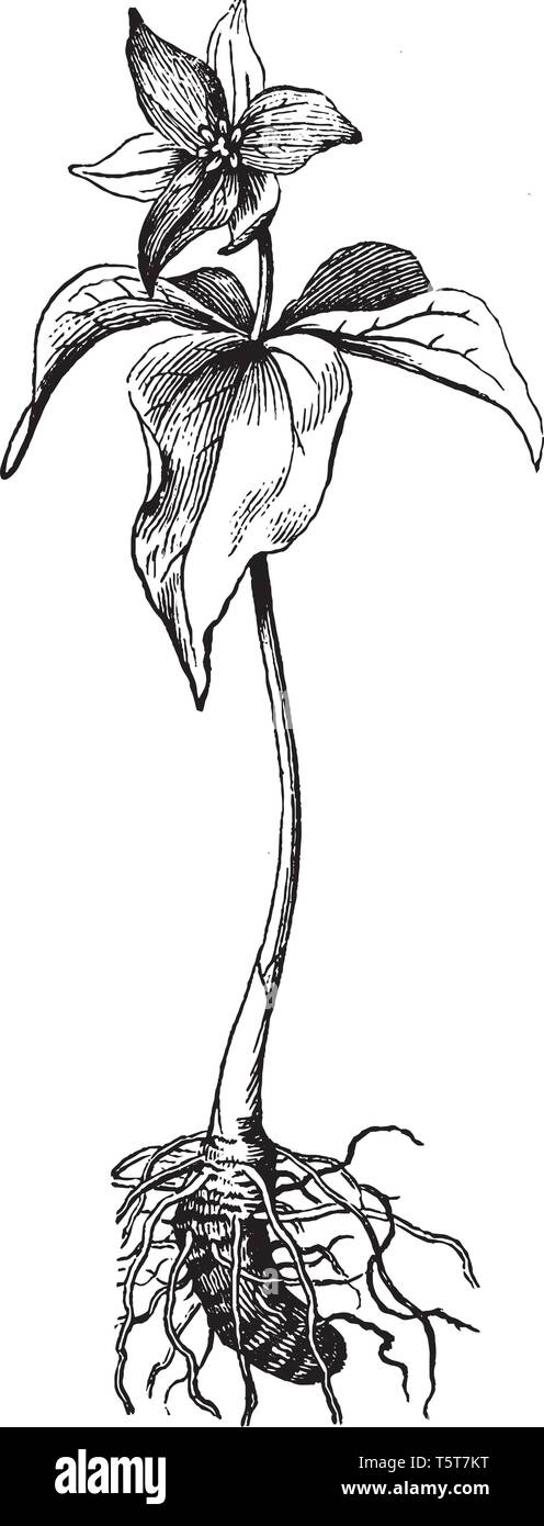 L'otturatore chiuso dalla parte centrale e il gambo dei fiori sono derivano dalla metà del gambo principale, vintage disegno della linea di incisione o illustrazione. Illustrazione Vettoriale