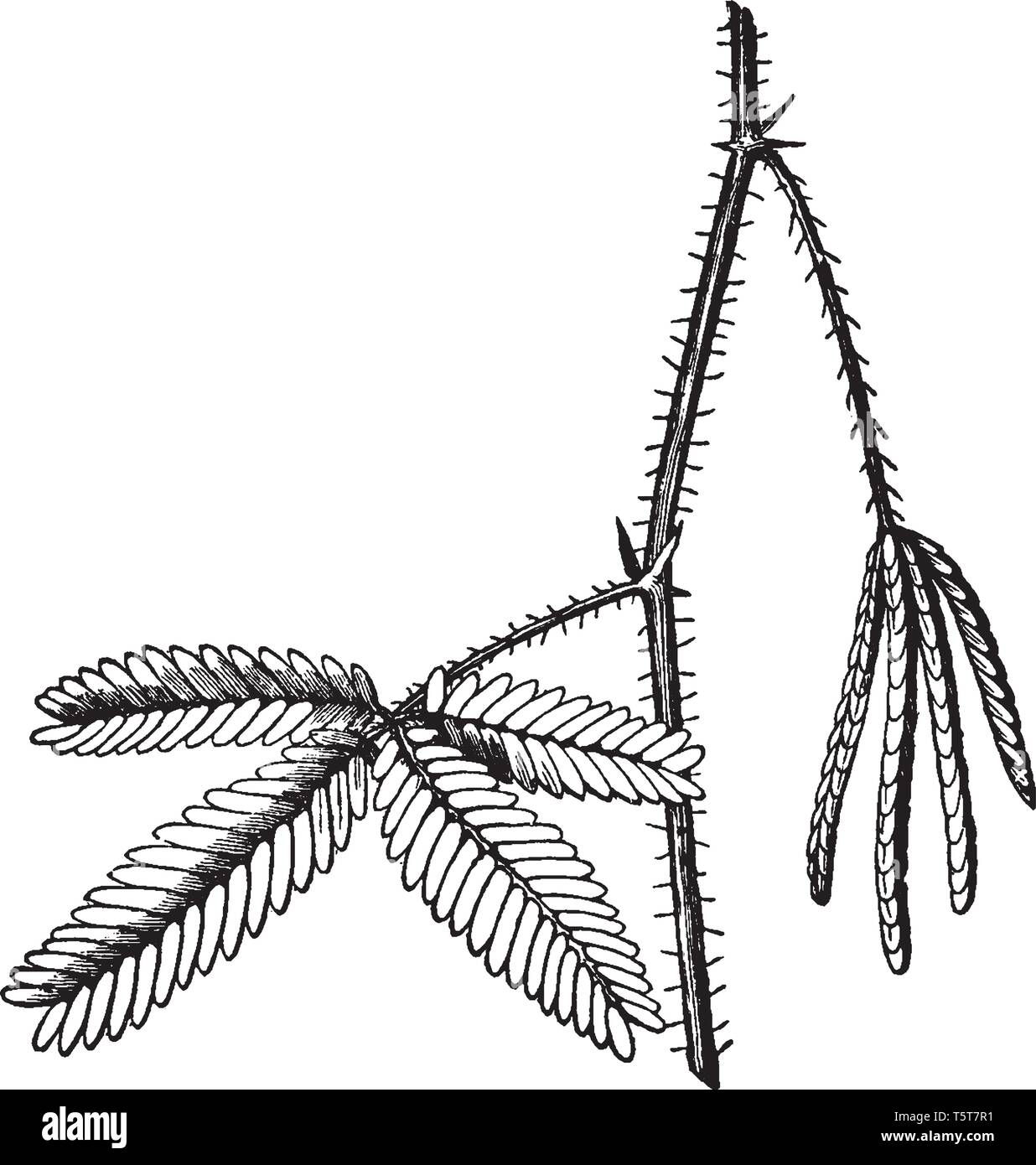 Un'immagine mostra il ramo di piante sensibili. Il composto lascia piegare verso l'interno e dello statismo quando viene toccato o scosso. Essa appartiene alla famiglia di pisello e chiamato anche Illustrazione Vettoriale