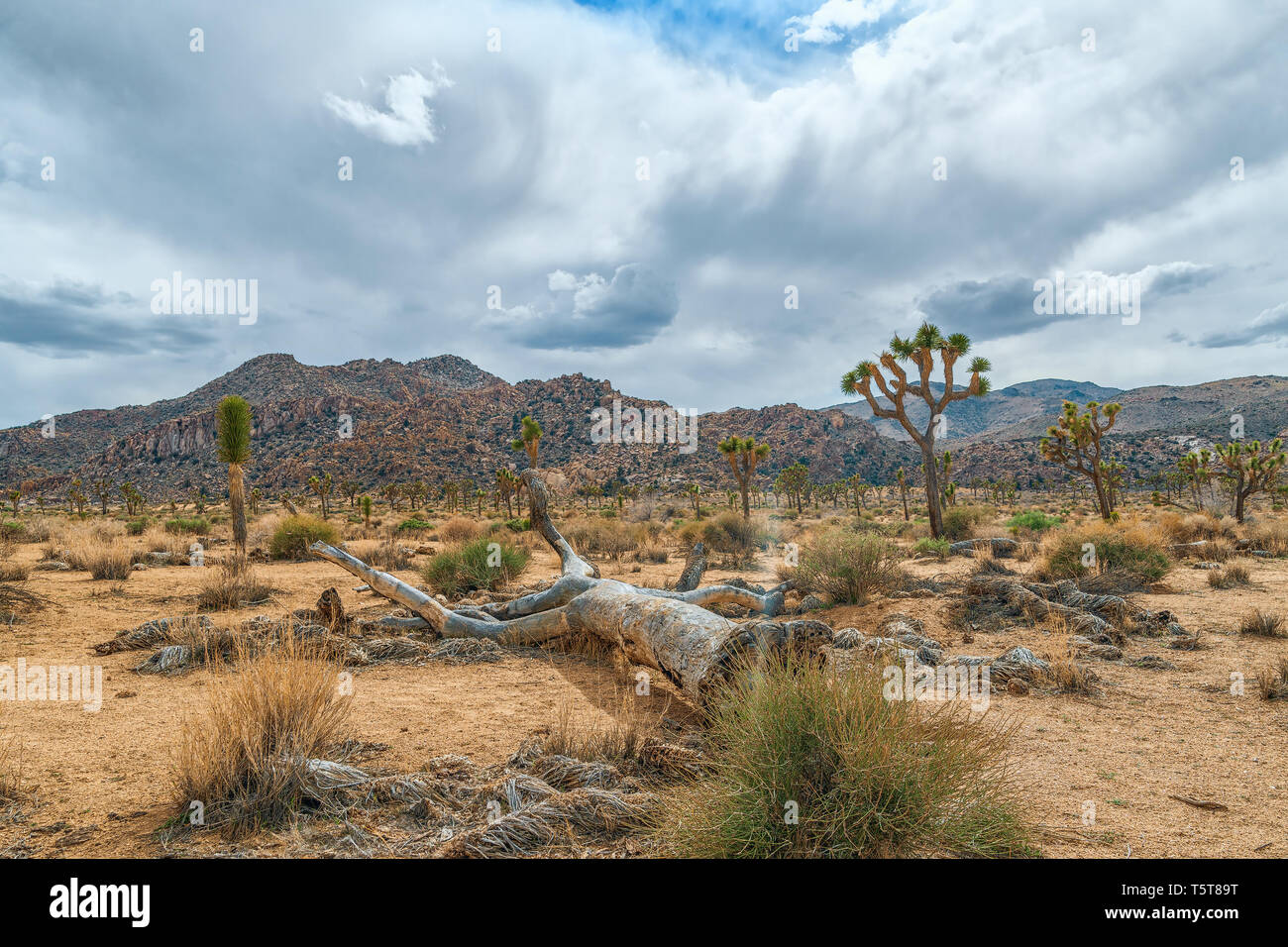 Molle di quaglia Area poco prima di un temporale. Parco nazionale di Joshua Tree. In California. Stati Uniti d'America Foto Stock