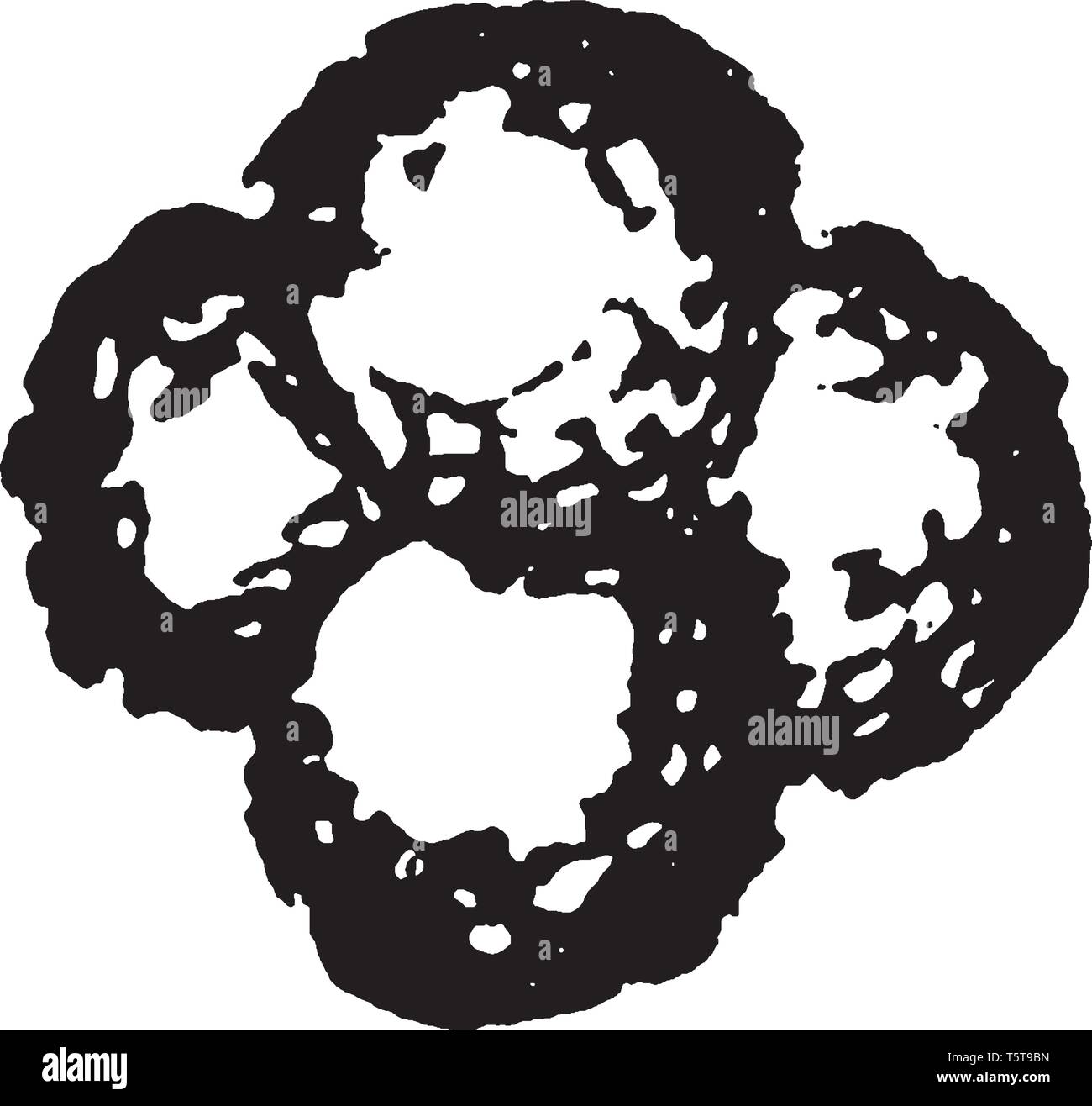 Si tratta di piante vascolari distinto da Lycopodiaceae che informale gruppo paraphyletic è chiamato il fern alleati, vintage disegno della linea o incisione Illustrazione Vettoriale