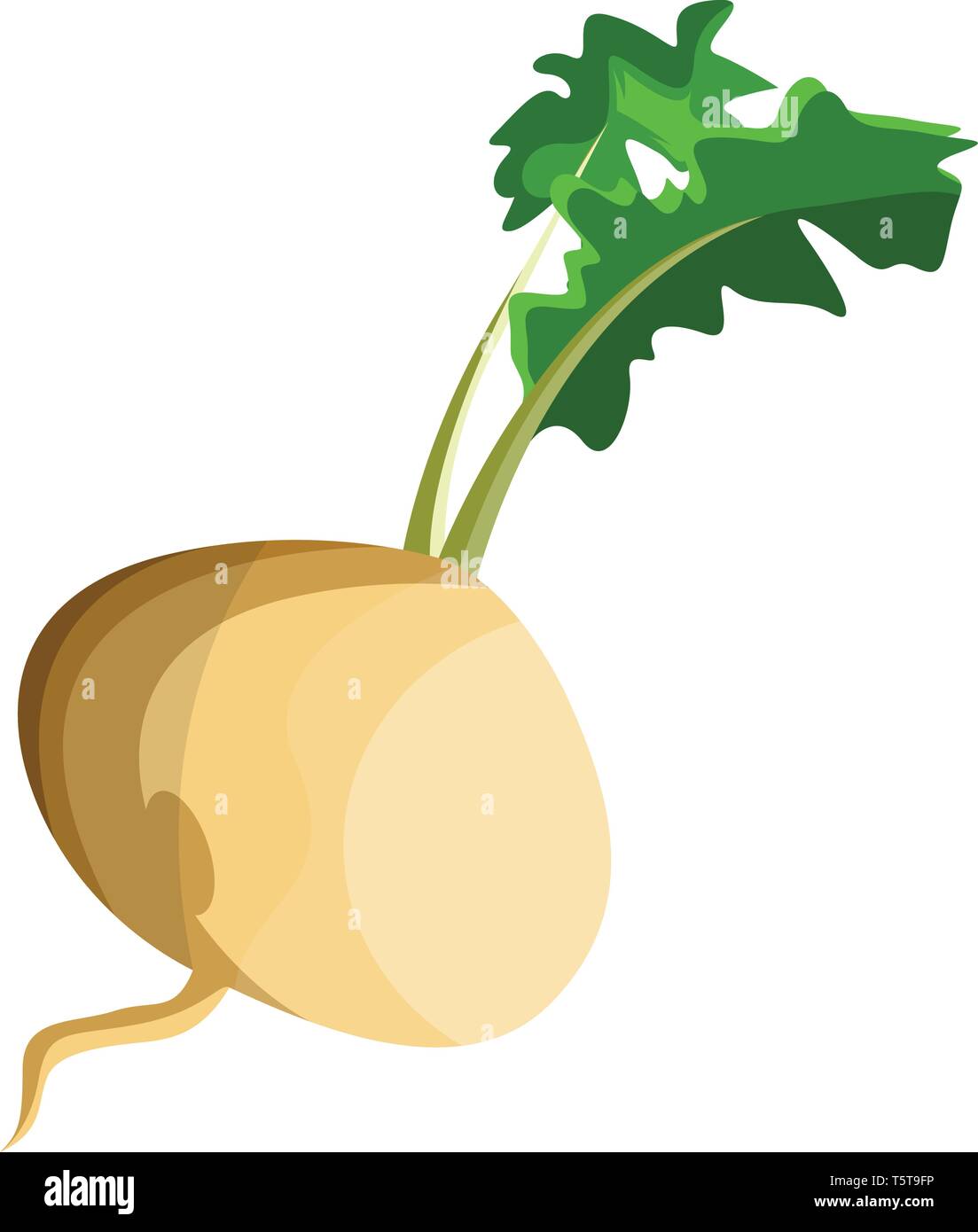 La rapa bianca root con foglie verde illustrazione vettoriale di verdure su  sfondo bianco Immagine e Vettoriale - Alamy