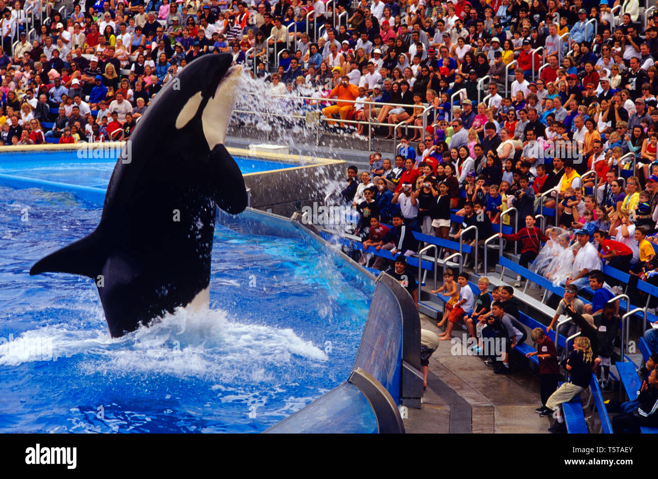 Immagine retrò del Sea World Aquatic Park con l'orrida di balene prima di stordimento pubblico San Diego California USA, immagine retrò dagli anni '90 Foto Stock