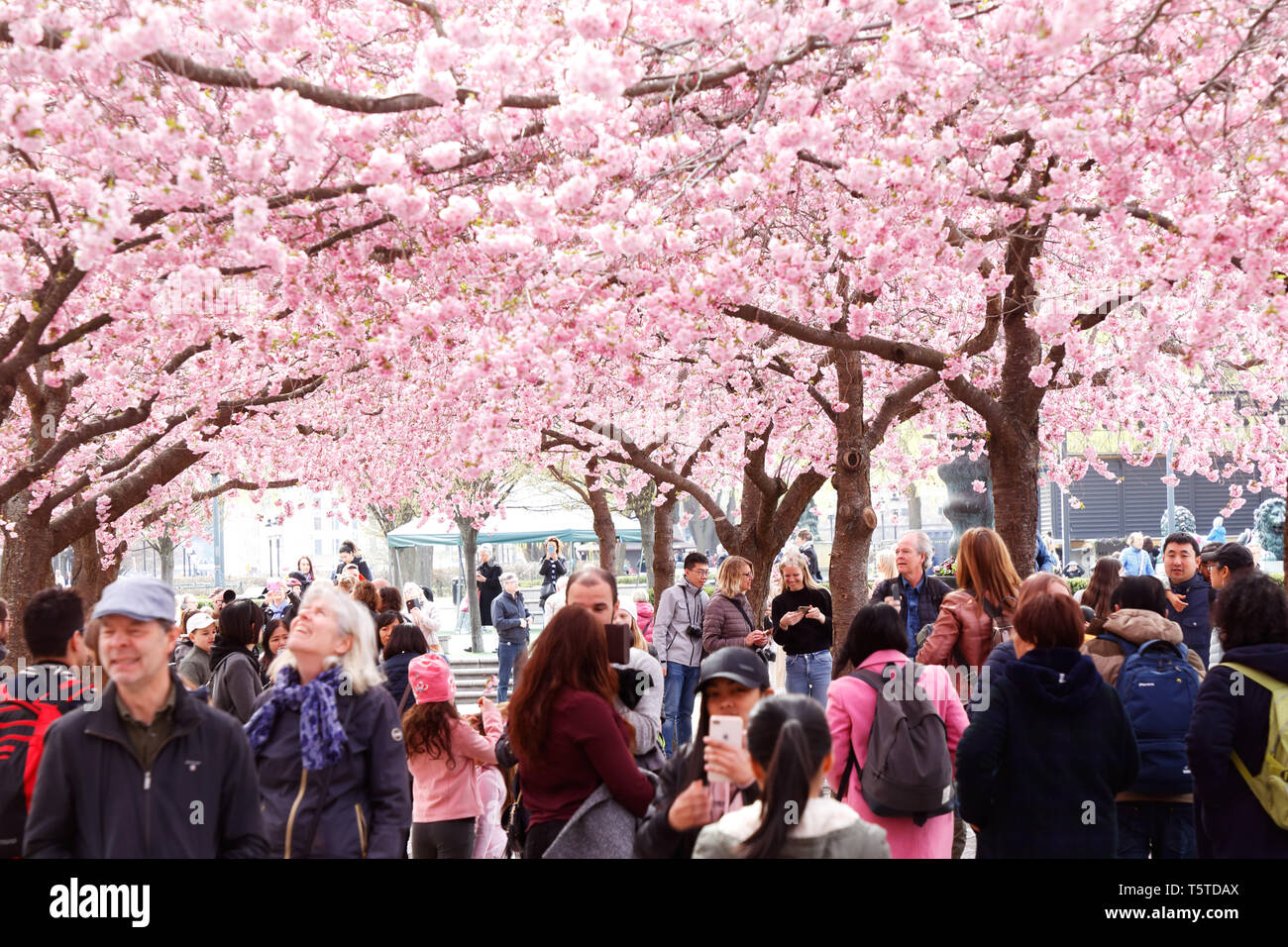Stoccolma, Svezia - 22 Aprile 2019: le persone camminare e stare in piedi sotto il giapponese ciliegi in fiore nel parco Kungstradgarden. Foto Stock