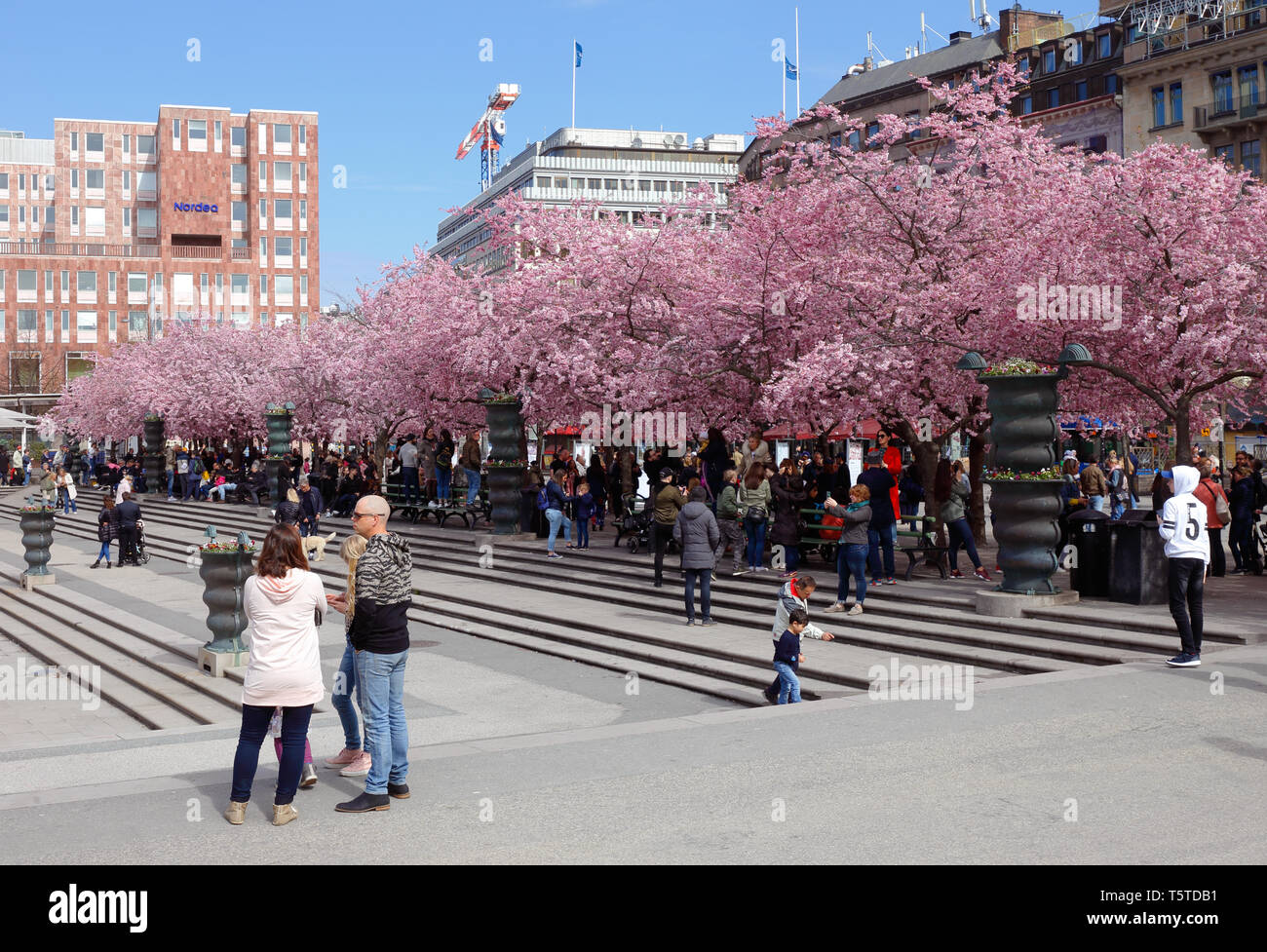 Stoccolma, Svezia - 22 Aprile 2019: Il parco Kungstradgarden con la giapponese di fioritura dei ciliegi. Foto Stock