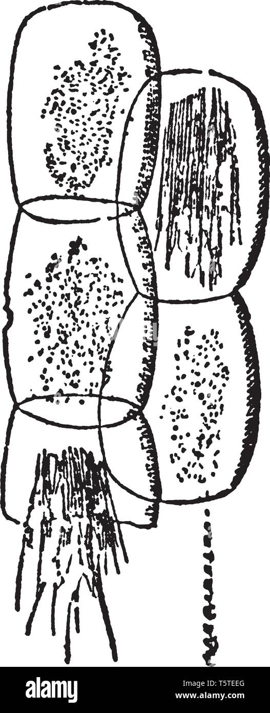 Una foto che mostra una cella di Rumex. Questo è come l'ago-la formazione di cristalli fasci, vintage disegno della linea di incisione o illustrazione. Illustrazione Vettoriale