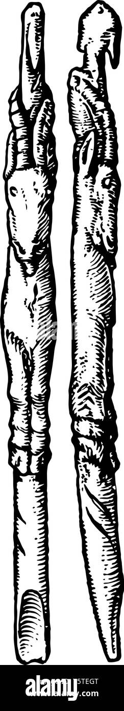 L'immagine mostra il vecchio articoli dal Reno, buttare bastoni. Questo bastone è usato per uccidere gli animali ed è fatta di renne avvisatore acustico. Questa tecnica viene utilizzata da Austr Illustrazione Vettoriale