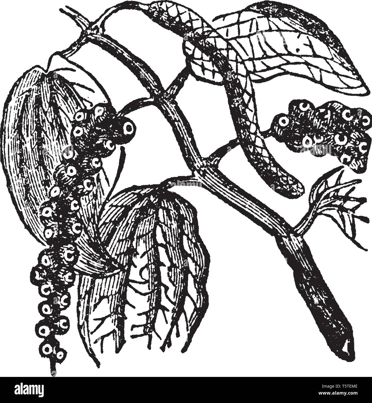 Pepper Plant ha un sacco di specie ma la più famosa è il pepe bianco. Nativo di questa pianta è East India, vintage disegno della linea o incisione illustrati Illustrazione Vettoriale