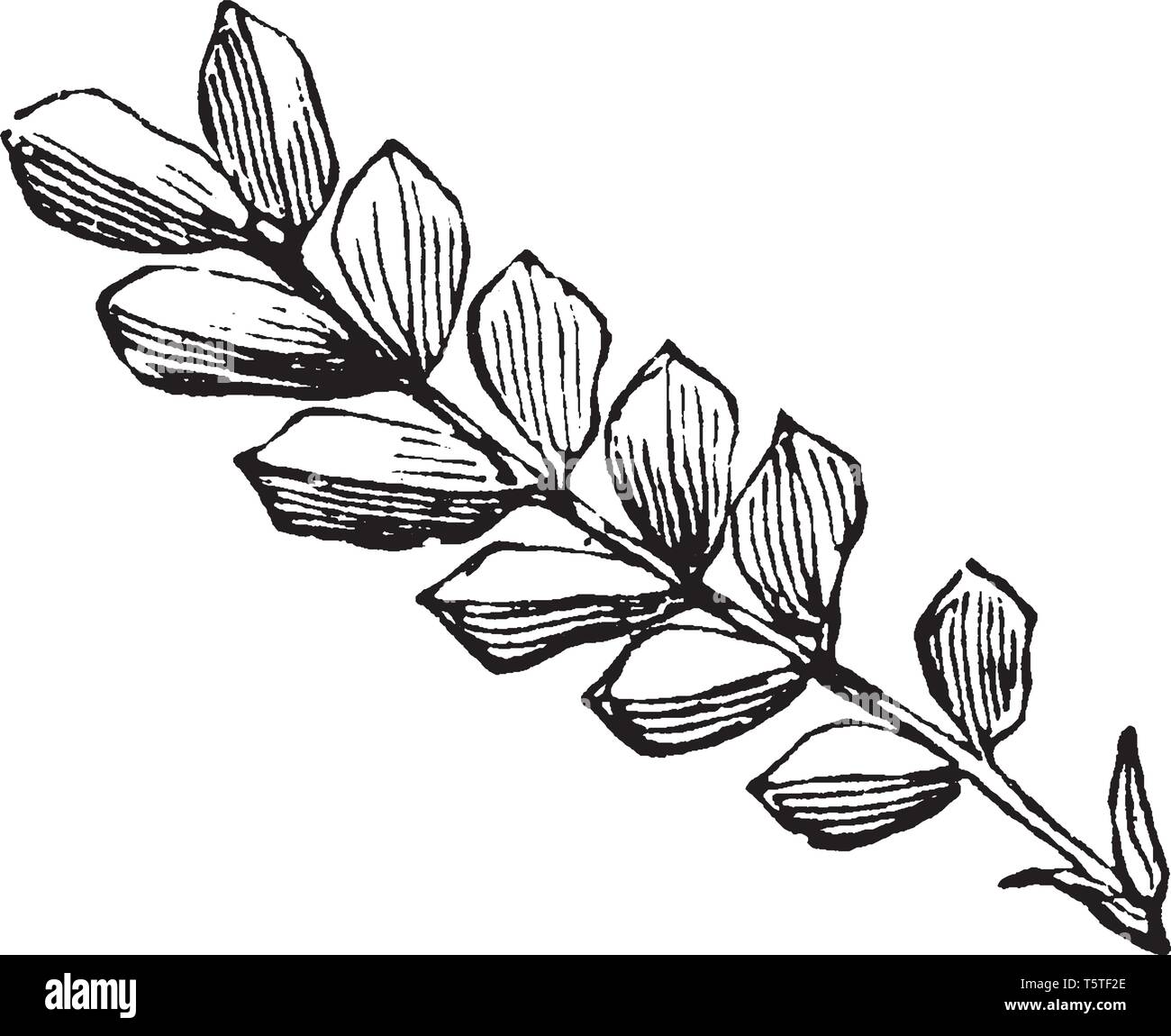 Una foto di foglie Pinnate che sono composto foglia che sono attaccati allo stelo ed è diviso in piccoli opuscoli, vintage disegno della linea o engravin Illustrazione Vettoriale