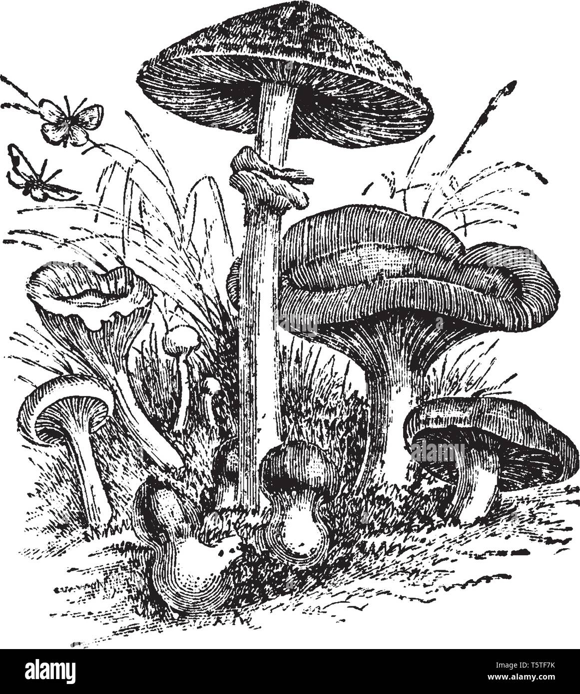 In questa immagine in diversi tipi di funghi sono mostrati nell'immagine. Alcuni sono grandi, se alcune sono piccole, vintage disegno della linea o incisione di illu Illustrazione Vettoriale