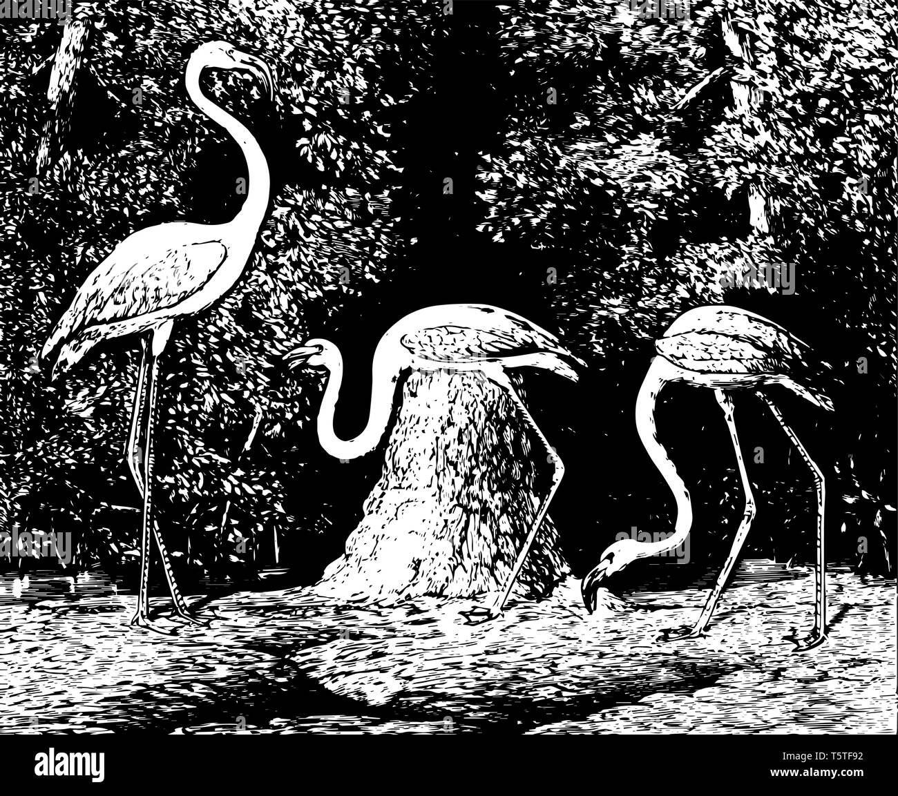 American Flamingo 42 pollici di grandi dimensioni con 5 piedi ali linea vintage disegno. Illustrazione Vettoriale