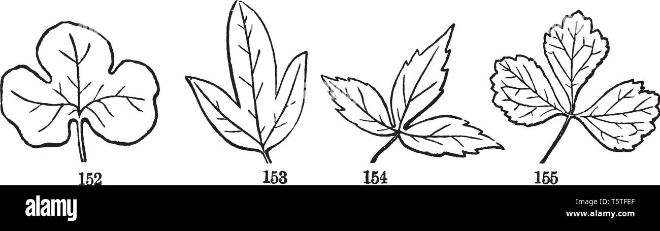 Questa è un immagine della palmately foglie. In questa immagine da sinistra a destra: a tre lobi, tre schisi, tre Parted e tre diviso, vintage disegno della linea Illustrazione Vettoriale