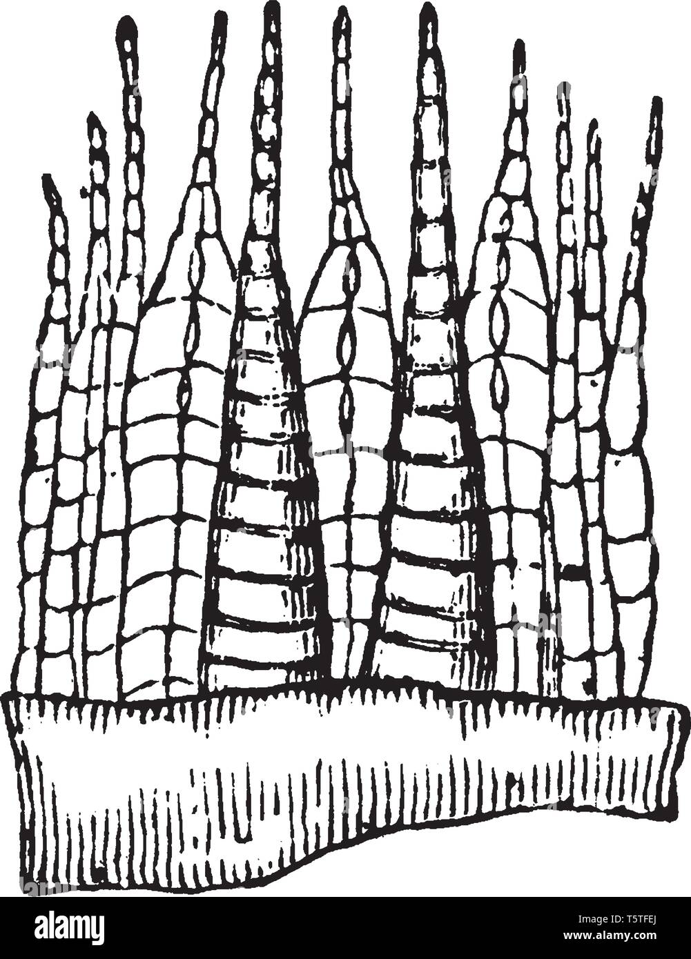 Una foto di Mnium Cuspidatum che sta mostrando un alcuni degli esterni e alcuni della parte interna costituita da denti articolati, vintage disegno della linea o engravin Illustrazione Vettoriale