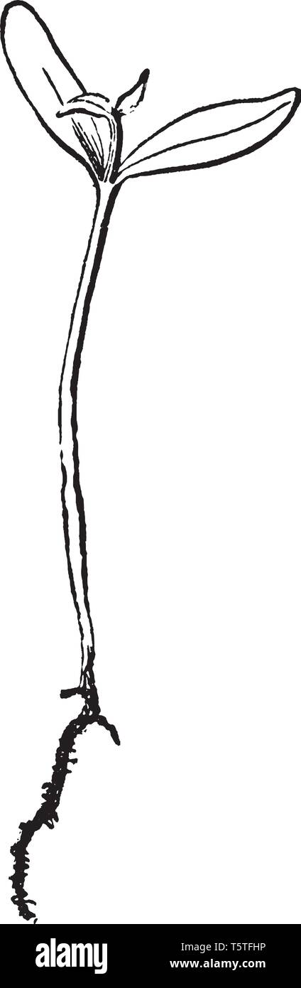 Questa è una pianta di acero cresce dal seme e radice hanno i capelli a crescere. Giunto di stelo e foglie possono vedere sulla parte superiore, vintage disegno della linea o incisione illust Illustrazione Vettoriale