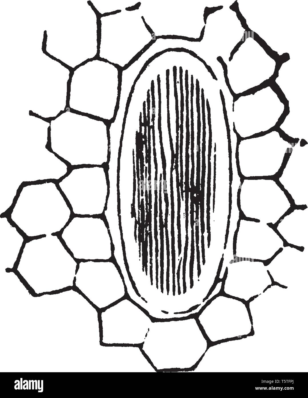 Una foto che mostra le cellule del Rafides Arisaema, con piccole celle circostanti, vintage disegno della linea di incisione o illustrazione. Illustrazione Vettoriale