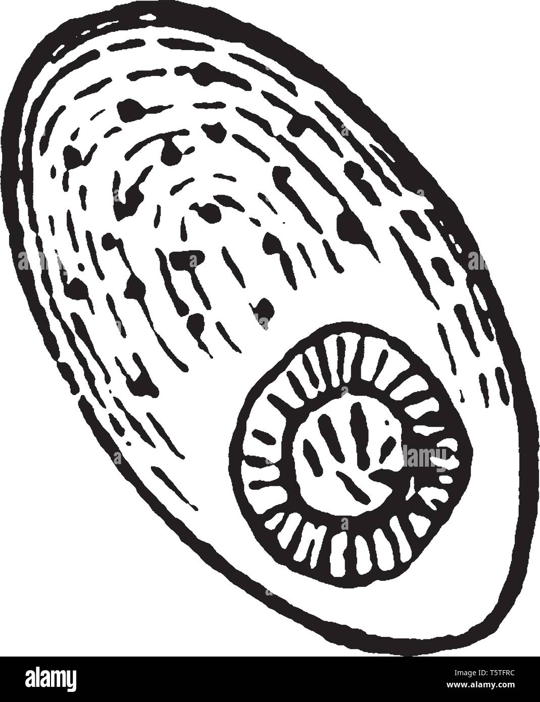 Vite senza fine nastro live parassiticamente all'interno di altri animali e sono spesso parlato di come Entozoa, vintage disegno della linea di incisione o illustrazione. Illustrazione Vettoriale