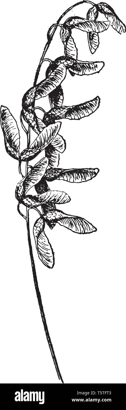 Immagine che mostra il seme di un Monte Acero. Essa produce numerose corone di root, ma non sembra diffondersi da polloni radicali o rizomi Illustrazione Vettoriale