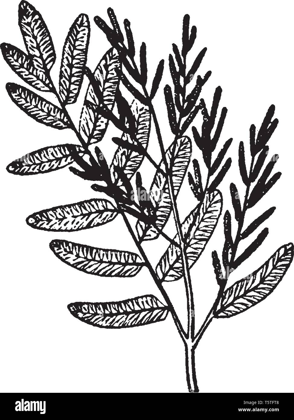 Osmunda è un genere di principalmente temperato-zona felci di famiglia Osmundaceae. Da cinque a dieci specie sono stati elencati per questo genere, vintage disegno della linea Illustrazione Vettoriale