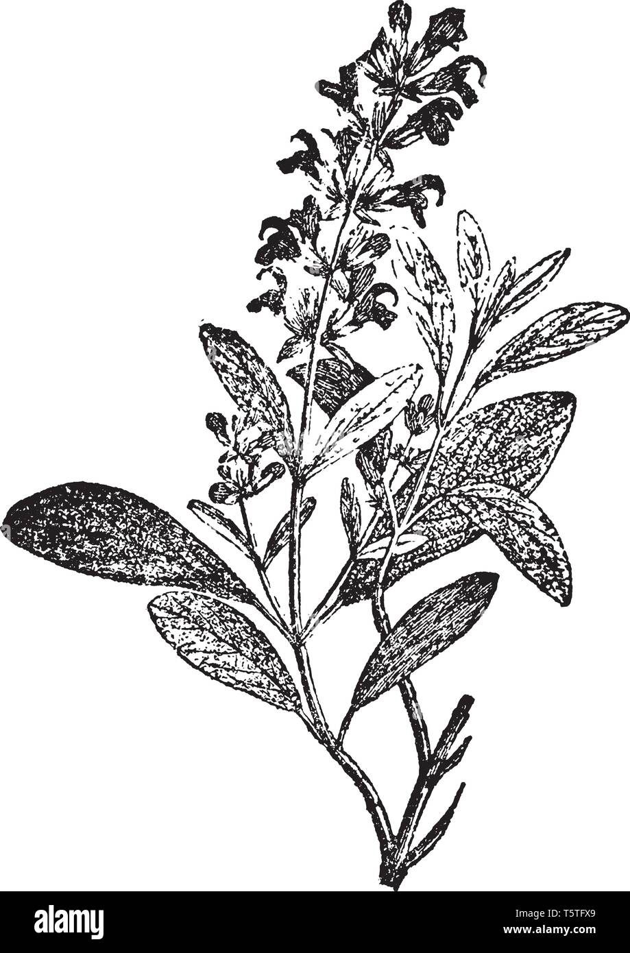 Una foto che mostra il ramo e fiori di Salvia pianta che è un vasto genere di piante della famiglia di zecca, che sono ampiamente distribuiti in caldo Illustrazione Vettoriale