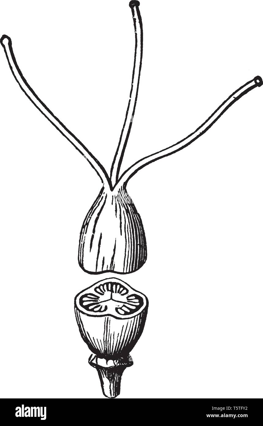 Una foto che mostra l'Iperico composto da 3 pistilli carpels, vintage disegno della linea di incisione o illustrazione. Illustrazione Vettoriale