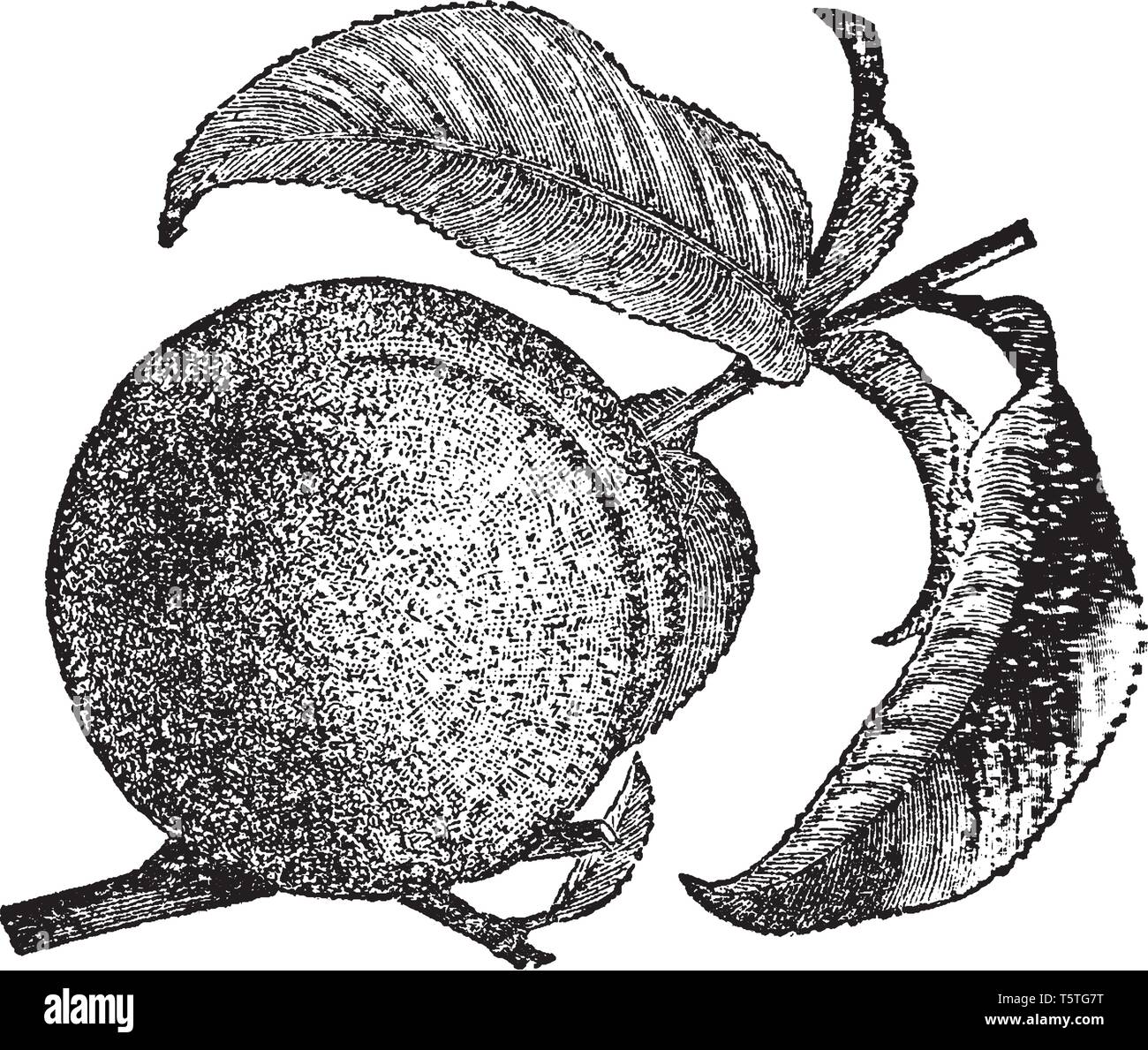 Una foto di una terra agricola coperta con il bianco pini che stanno entrando in un pascolo. I vantaggi di fornire protezione dai caldi raggi del s Illustrazione Vettoriale