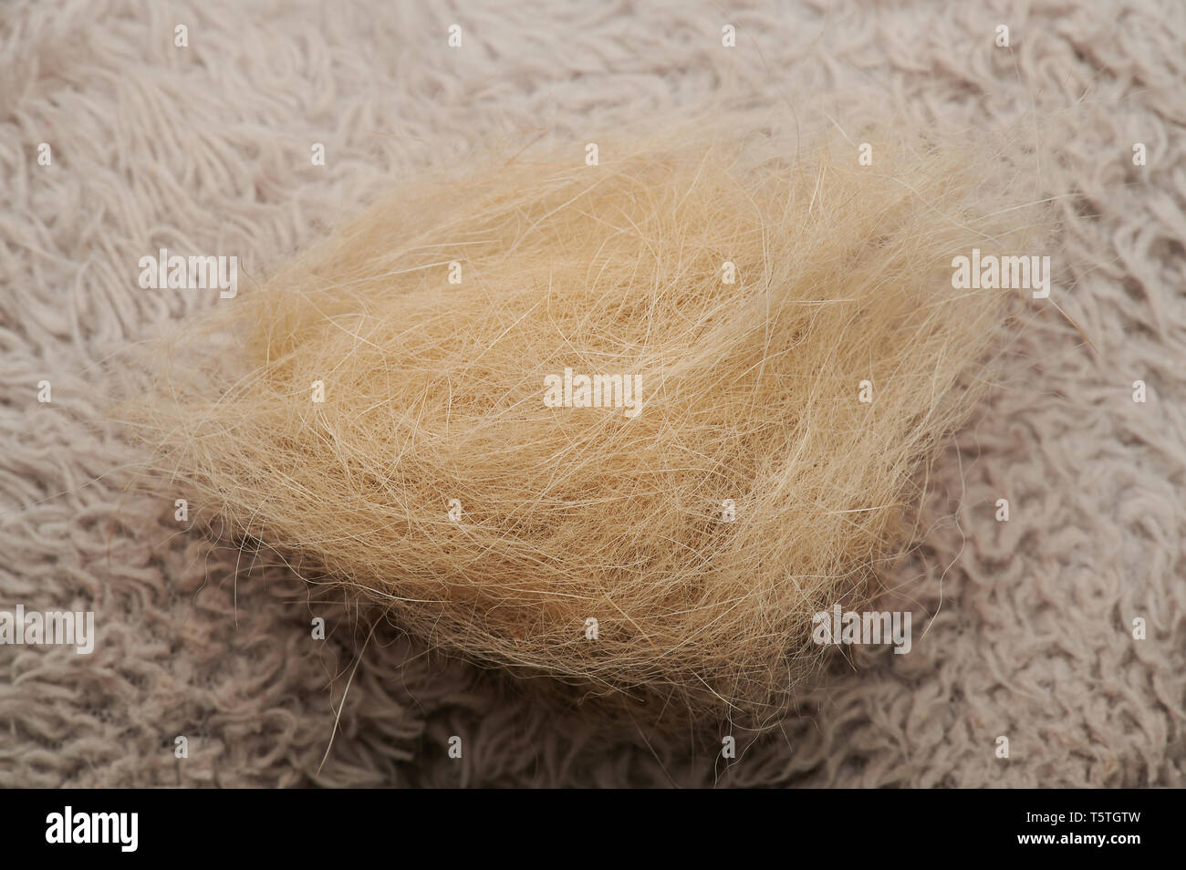 Pila di pelo di animali giaceva sul tappeto marrone vista ravvicinata Foto Stock