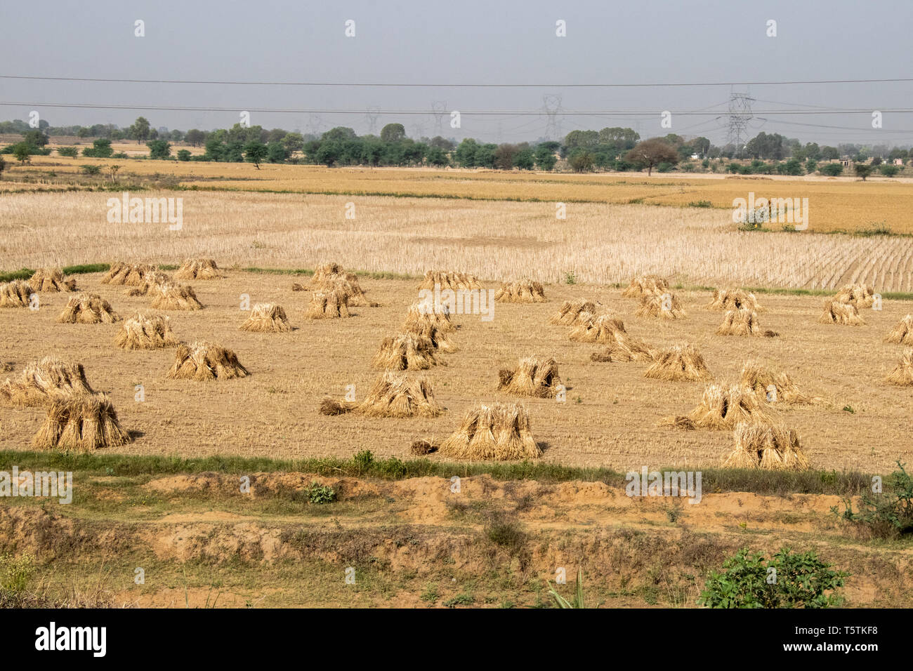 Covoni di grano stand essiccamento nella luminosa giornata estiva in India Foto Stock