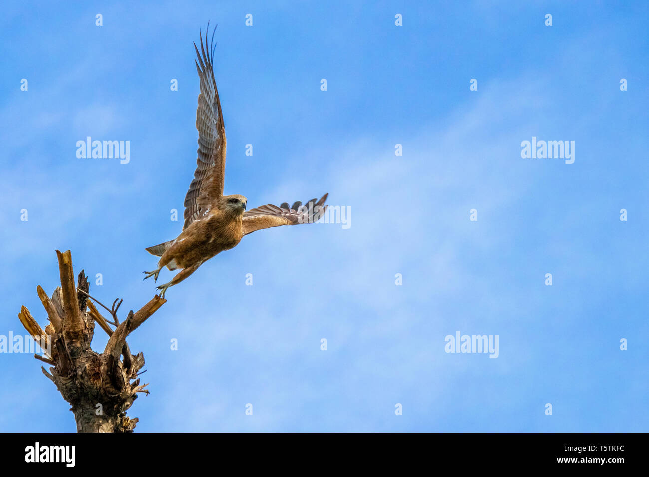 Eagle prende il volo dalla sommità dell'albero, eagle flight mode Foto Stock