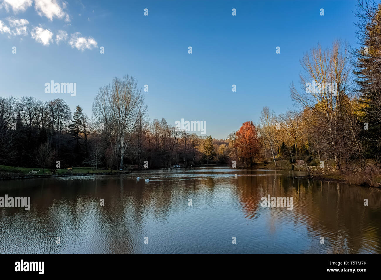 Collezione di alberi a fianco di un lago calmo sotto il cielo blu con nuvole Foto Stock