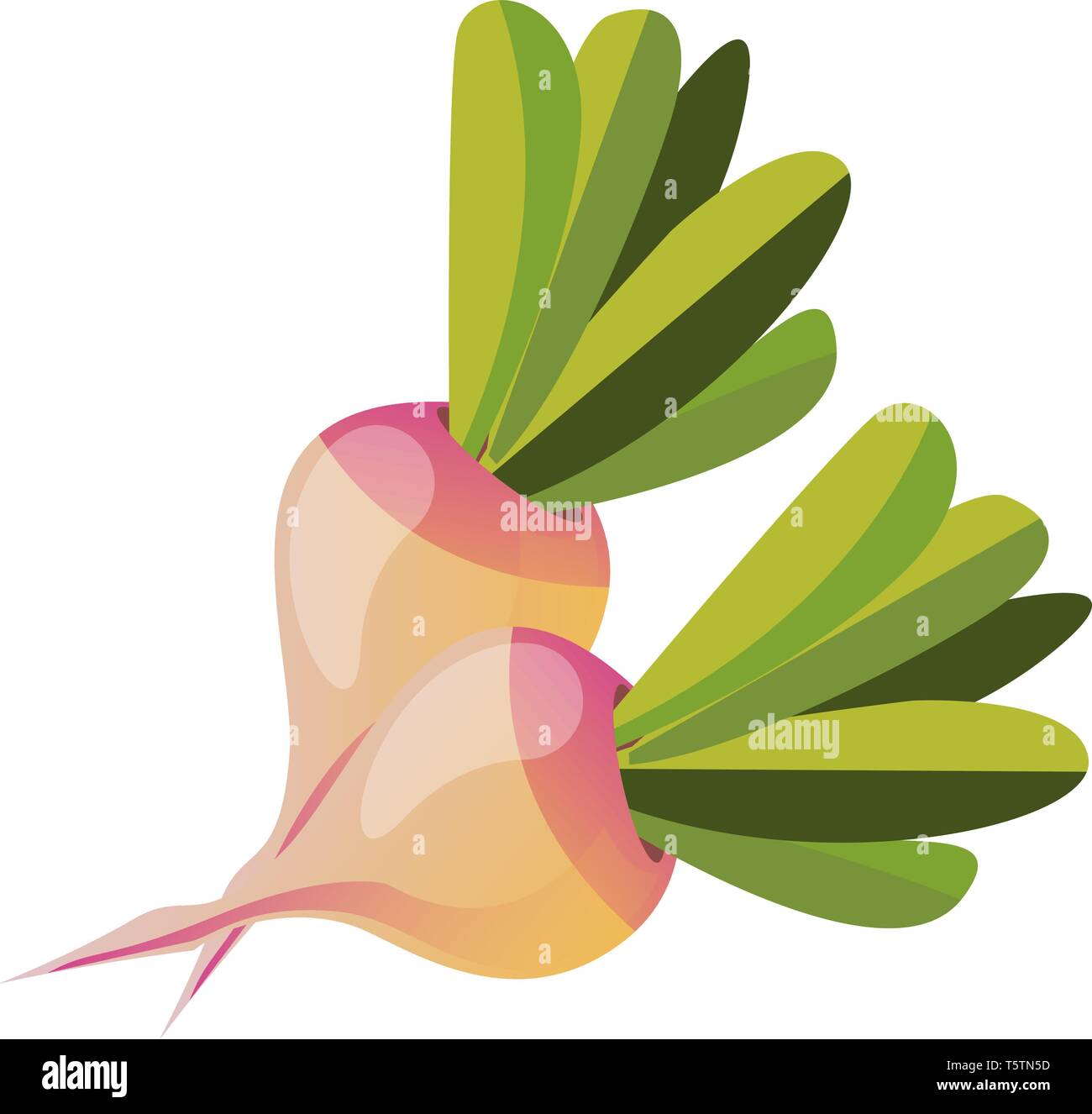 Due barbabietole con foglie verdi sulla parte superiore, il vettore, il colore di disegno o illustrazione. Illustrazione Vettoriale