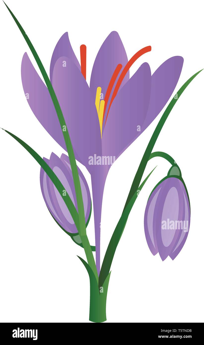 Illustrazione Vettoriale di viola crocus Fiori su fondo bianco. Illustrazione Vettoriale