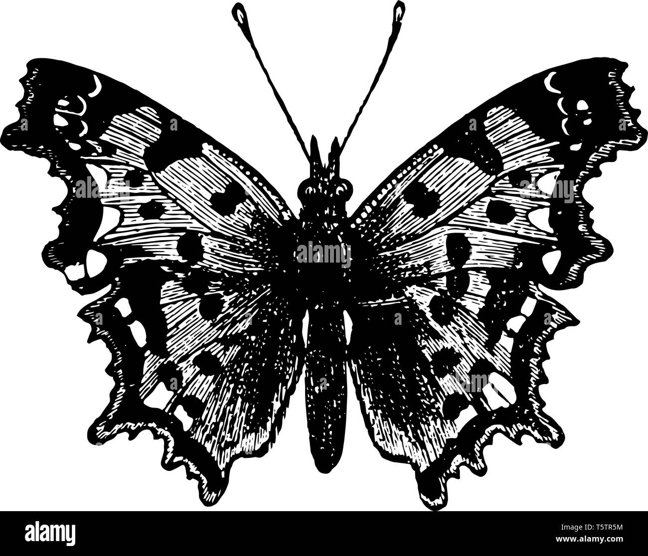 La virgola Butterfly soprattutto in molte parti dell'Inghilterra vintage disegno della linea di incisione o illustrazione. Illustrazione Vettoriale