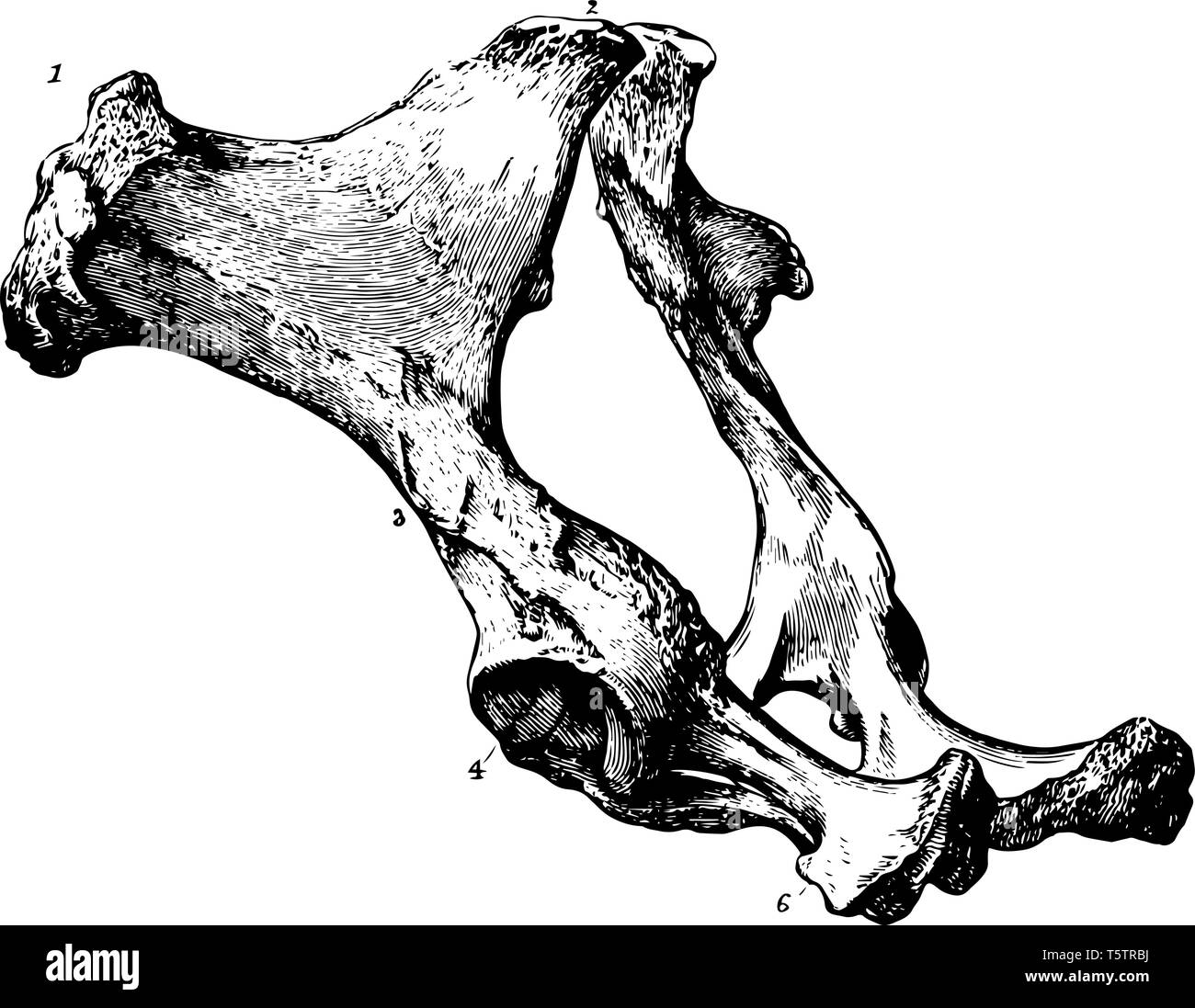 Bacino di un cavallo che è visibile esclusivamente in cavalli usati per il fast scopi atletico vintage disegno della linea di incisione o illustrazione. Illustrazione Vettoriale