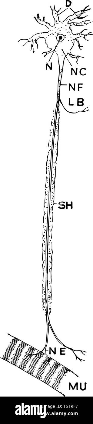 Una semplice cellula nervosa o neurone N è il nucleo della cellula vintage disegno della linea di incisione o illustrazione. Illustrazione Vettoriale