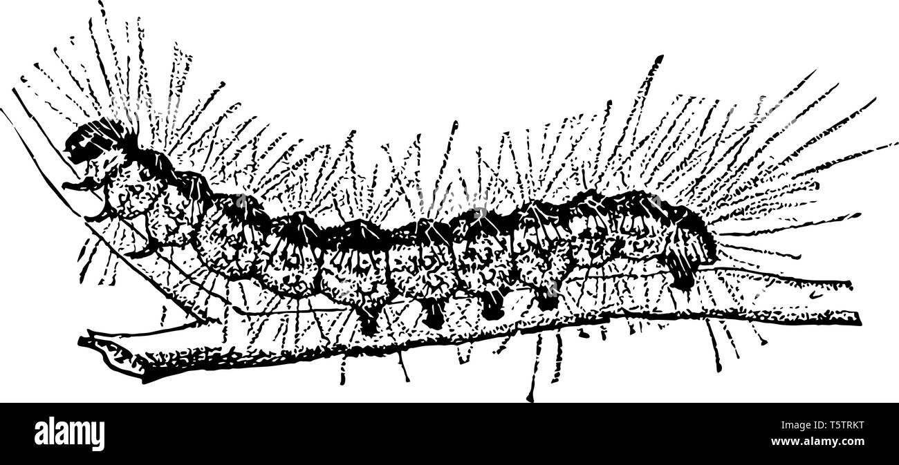 Worm Fallweb Caterpillar che è principalmente un'estetica di Pest e non si ritiene che il danno altrimenti alberi sani vintage disegno della linea o incisione illus Illustrazione Vettoriale