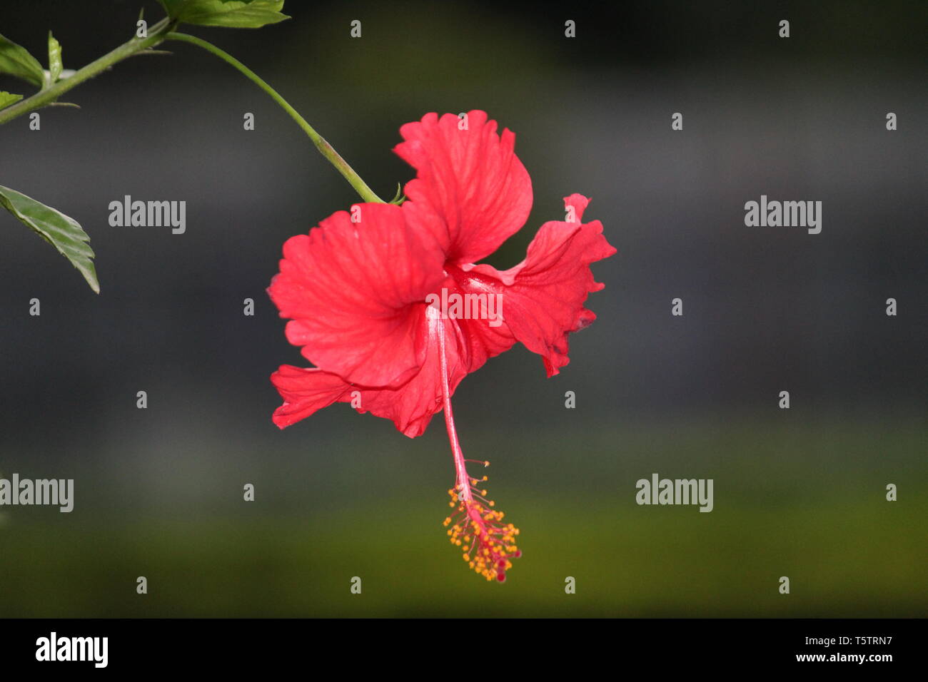 La maggior parte dei bellissimi fiori di ibisco Foto Stock