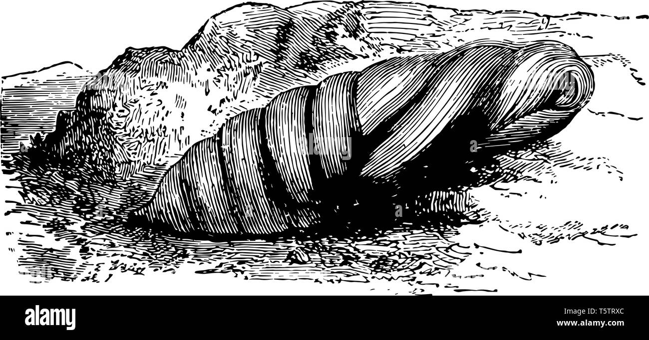 Crisalide di testa di morte Hawk Moth seppellirà stesso in terra per cambiare in una crisalide di un luminoso marrone castagna vintage disegno della linea o engravin Illustrazione Vettoriale