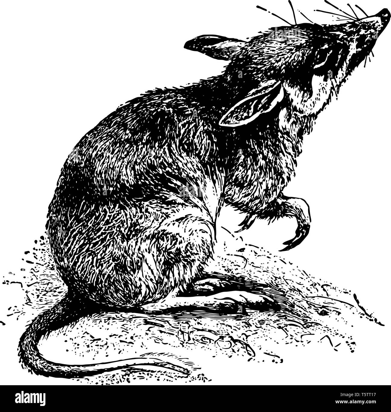 Minore ratto Bandicoot è nativo di India vintage disegno della linea di incisione o illustrazione. Illustrazione Vettoriale