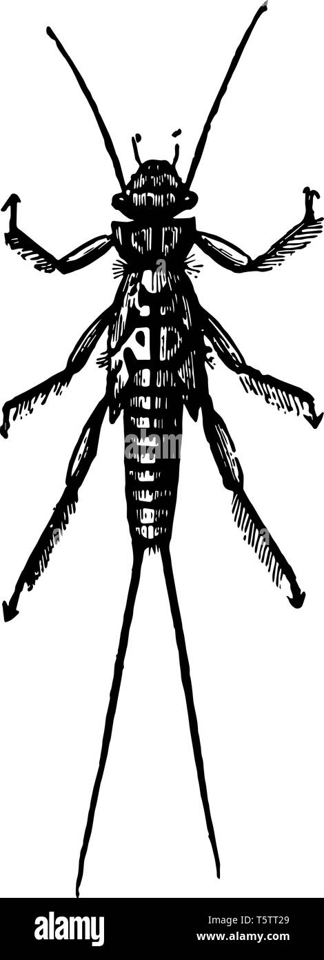 Larva di Perla Bicaudata che subiscono una metamorfosi incompleta vintage disegno della linea di incisione o illustrazione. Illustrazione Vettoriale