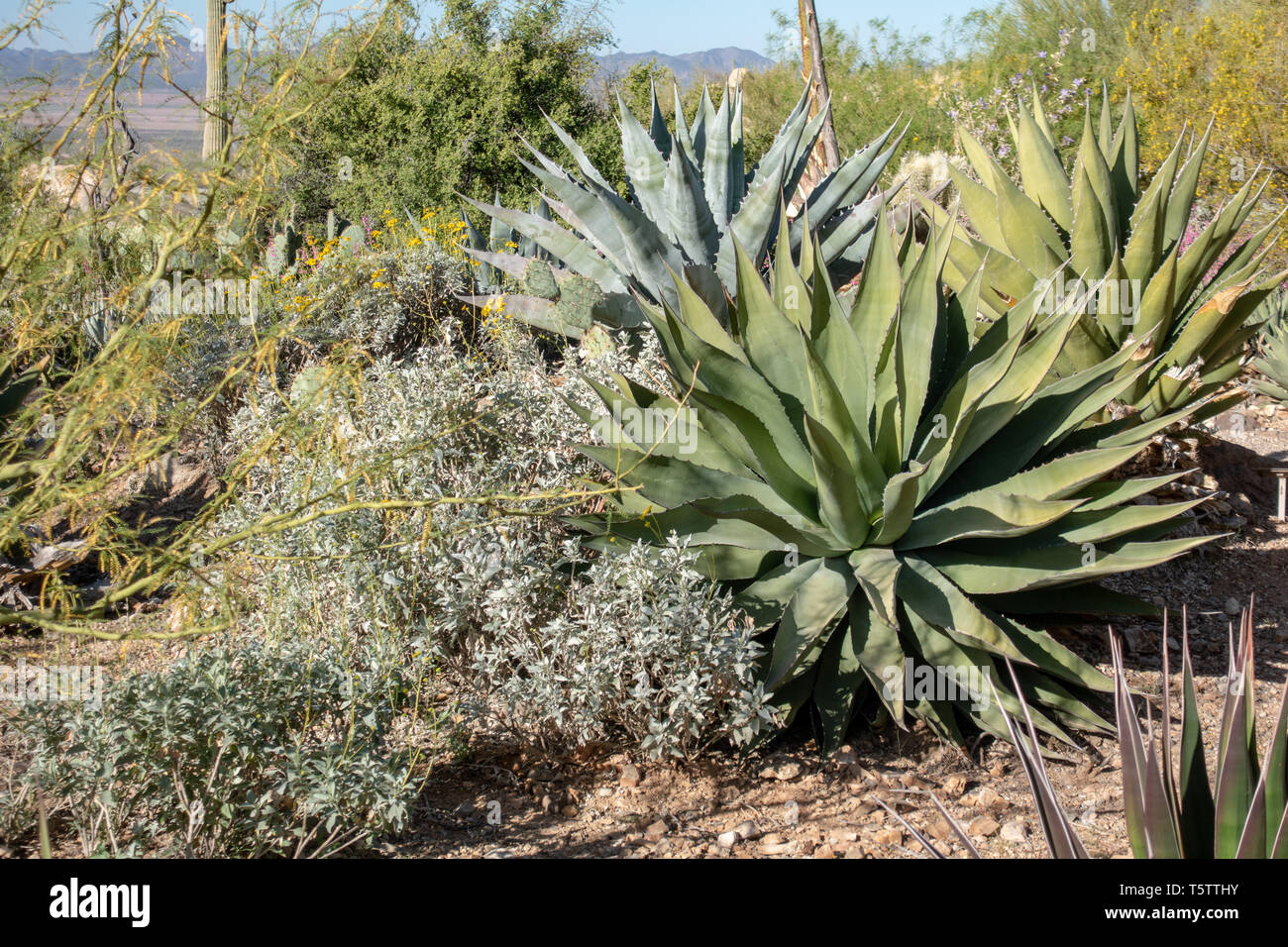 Agave in Tucson, Arizona, Stati Uniti d'America Foto Stock