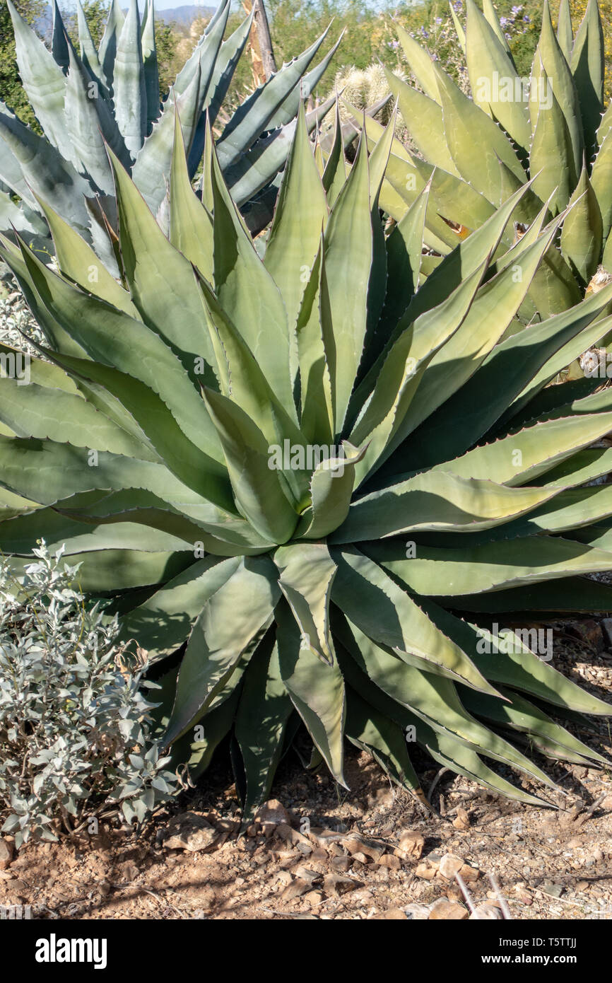 Agave in Tucson, Arizona, Stati Uniti d'America Foto Stock